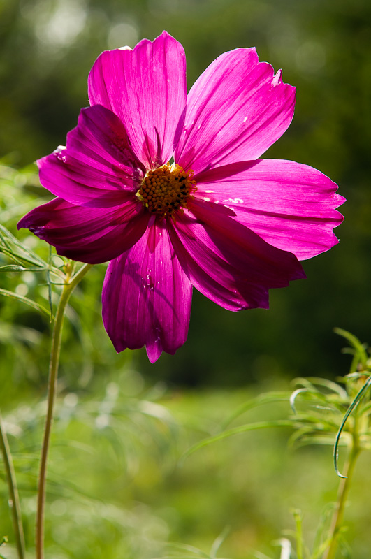 新蕾花色