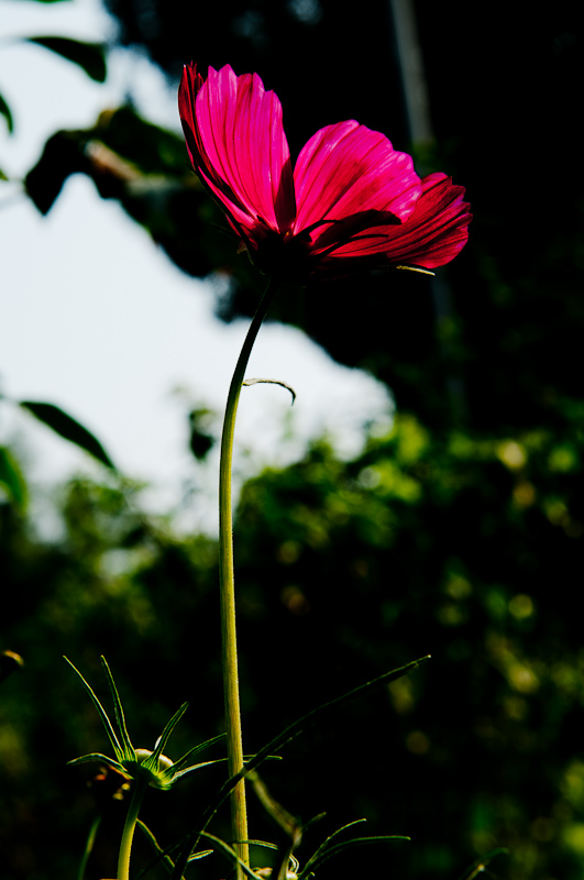 新蕾花色
