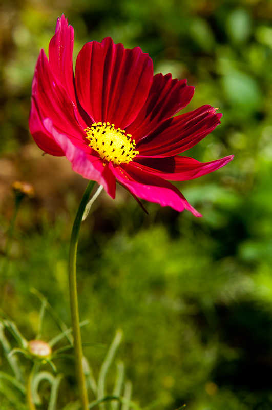 新蕾花色