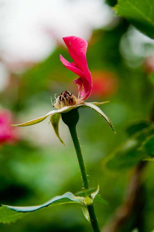 新蕾花色