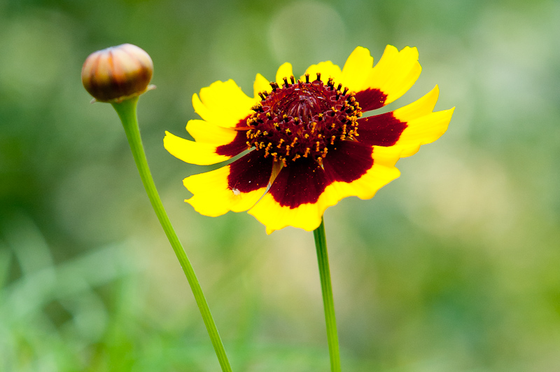 新蕾花色