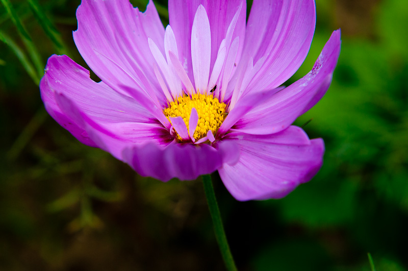 新蕾花色