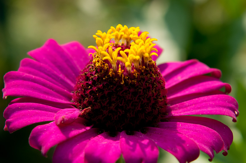 新蕾花色