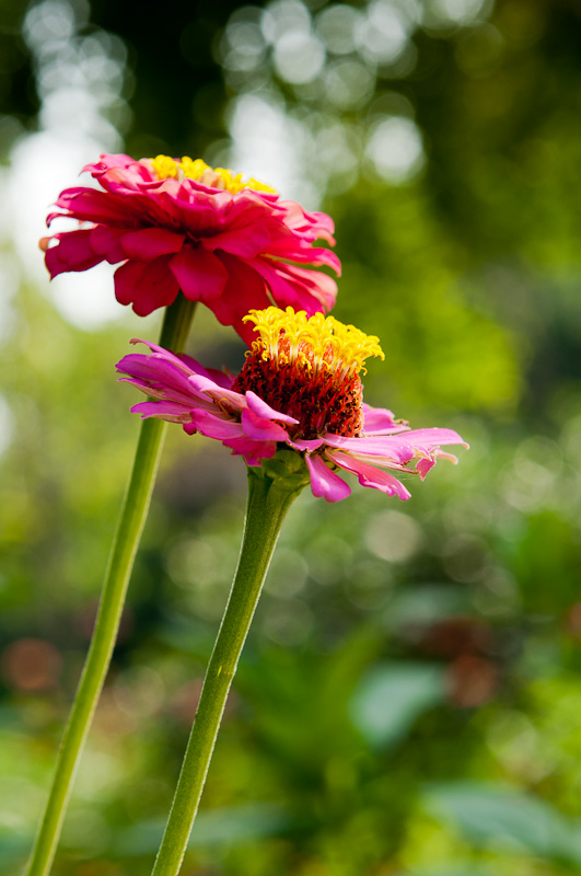 新蕾花色