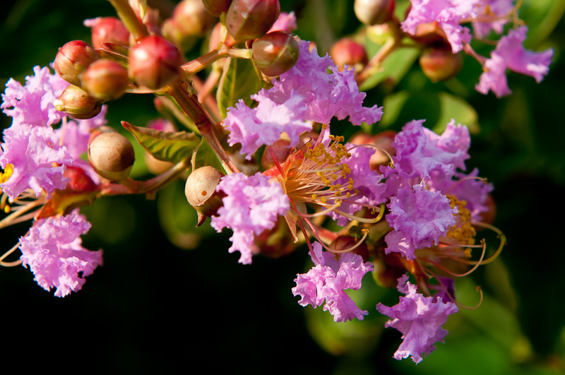 新蕾花色
