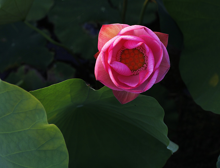 那时花开（不断添加中）