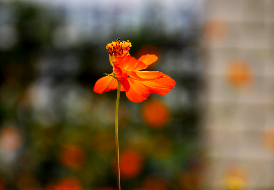 花儿朵朵开