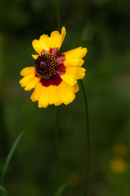 新蕾花色2