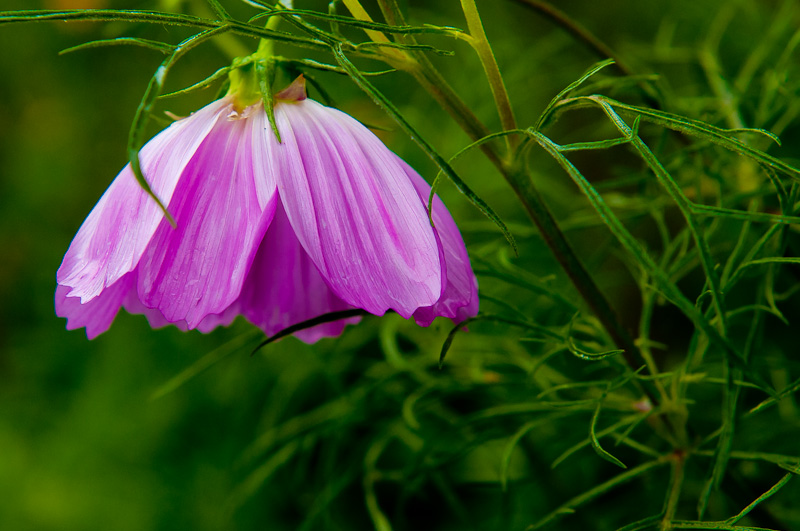 新蕾花色2