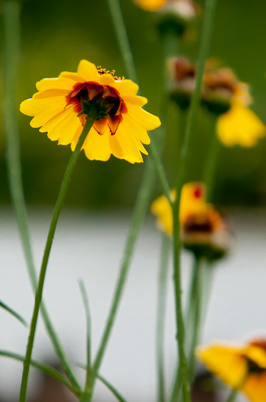 新蕾花色2