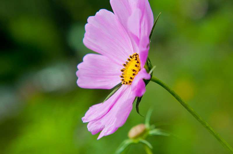 新蕾花色2