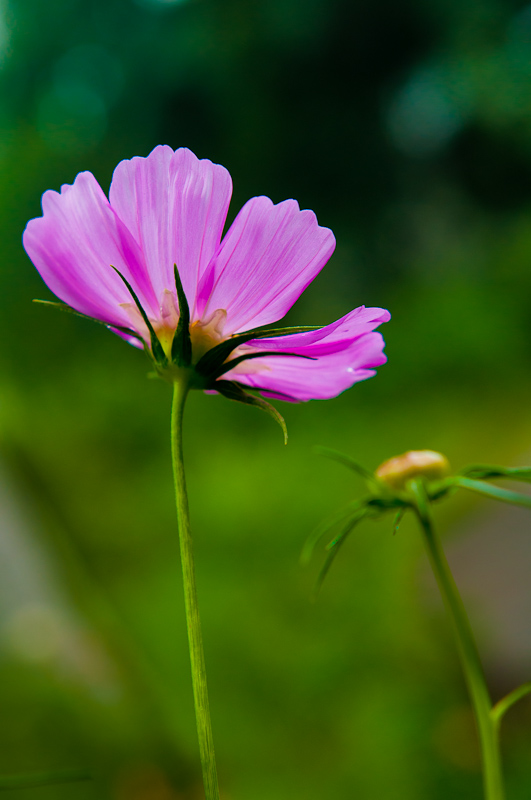 新蕾花色2