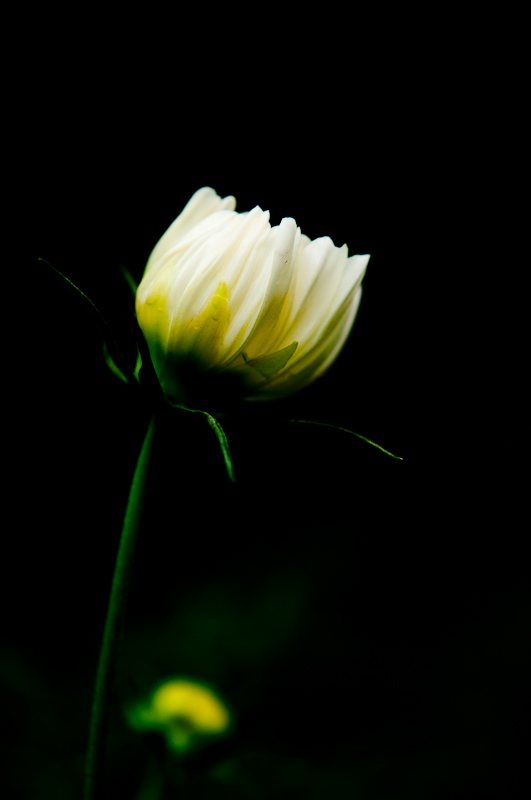 新蕾花色2