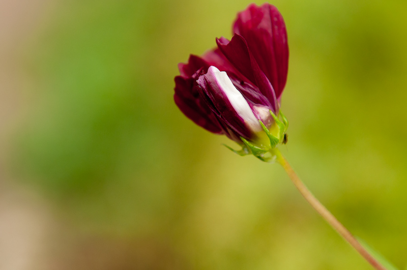 新蕾花色2