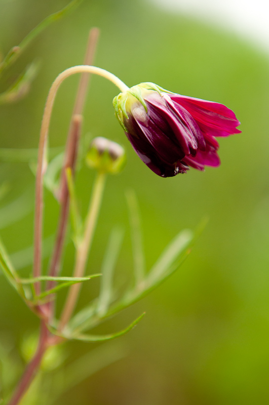 新蕾花色2
