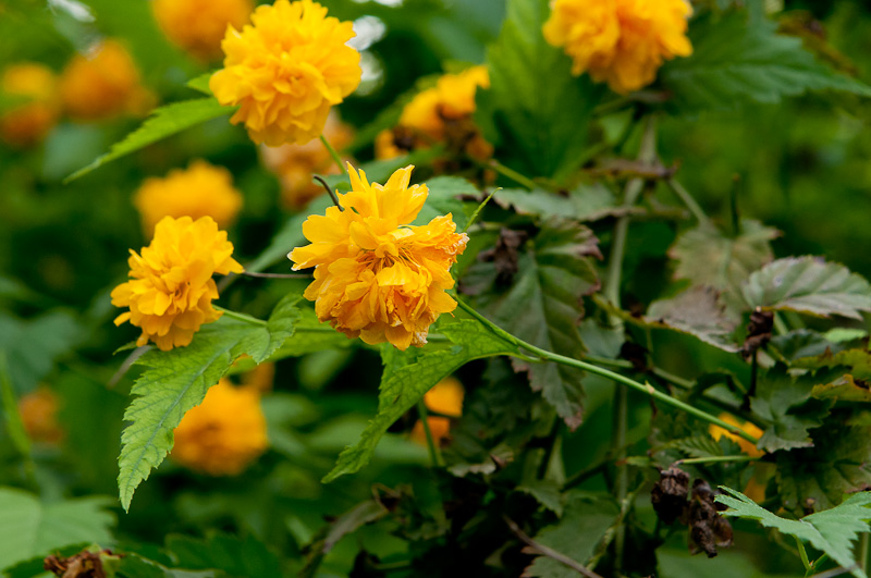新蕾花色2
