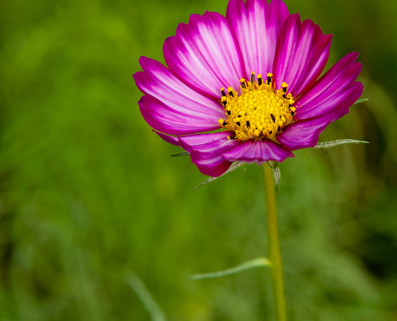 新蕾花色2
