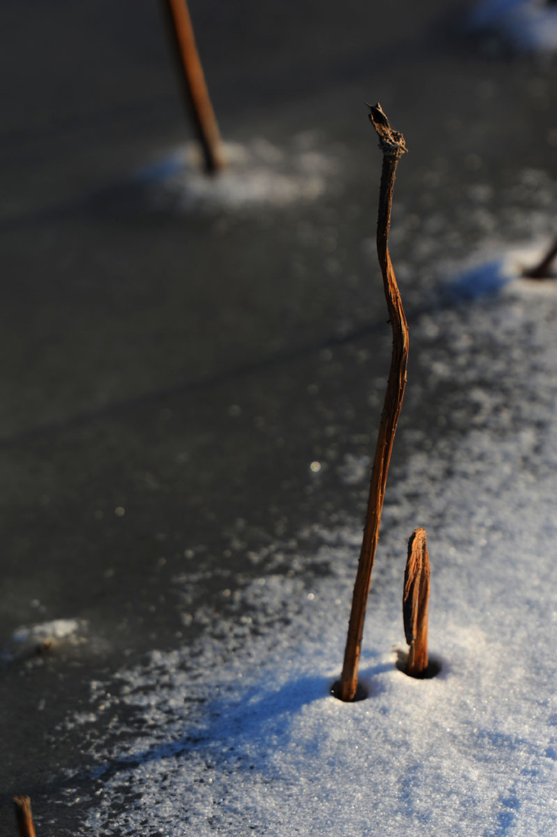 [原创]冰雪残荷