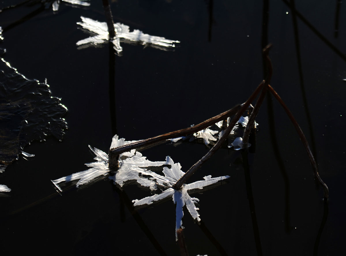 [原创]冰雪残荷