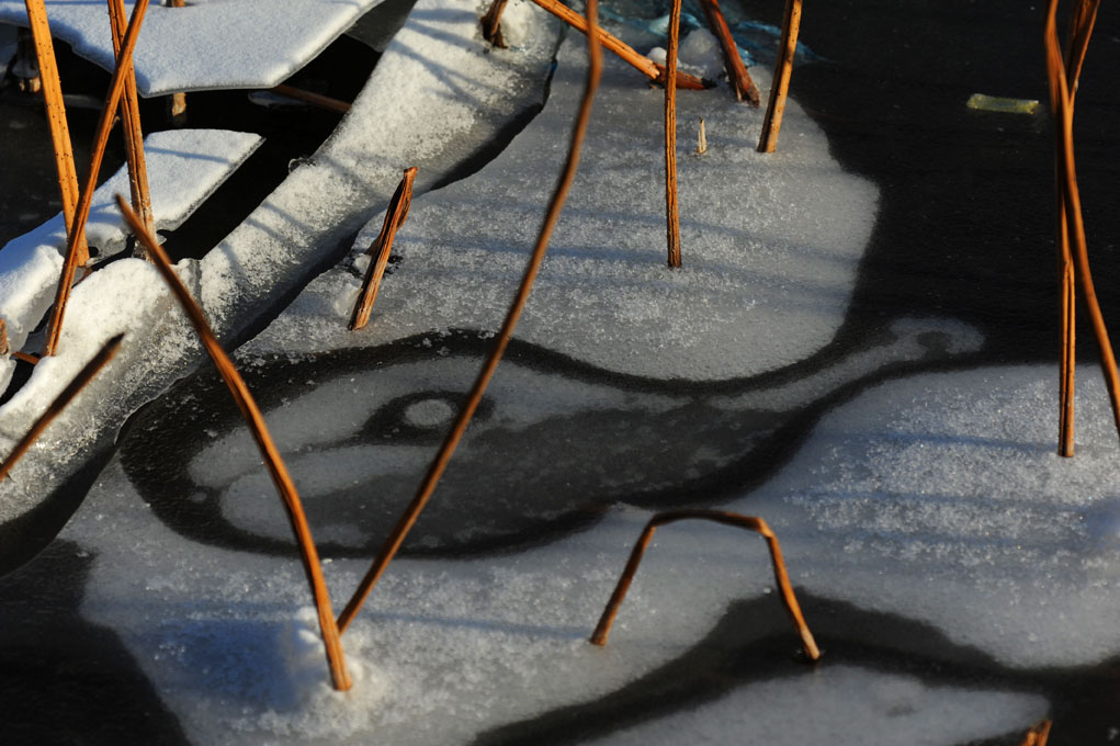 [原创]冰雪残荷