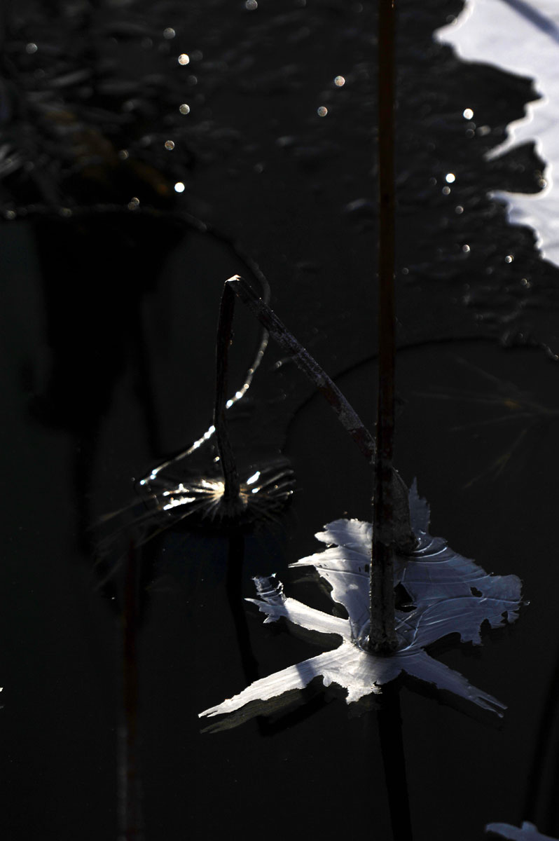 [原创]冰雪残荷