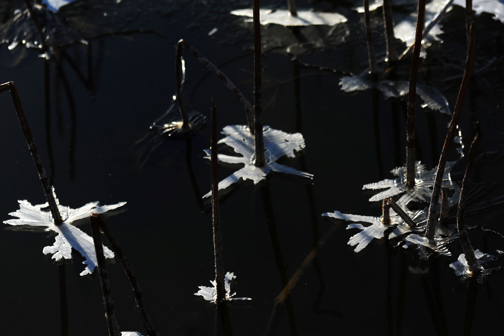 [原创]冰雪残荷