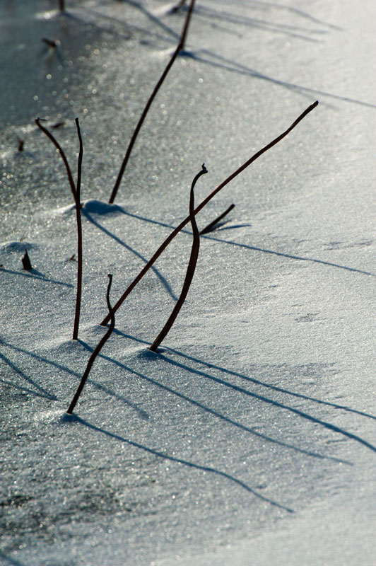 [原创]冰雪残荷