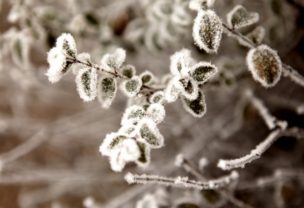 树挂