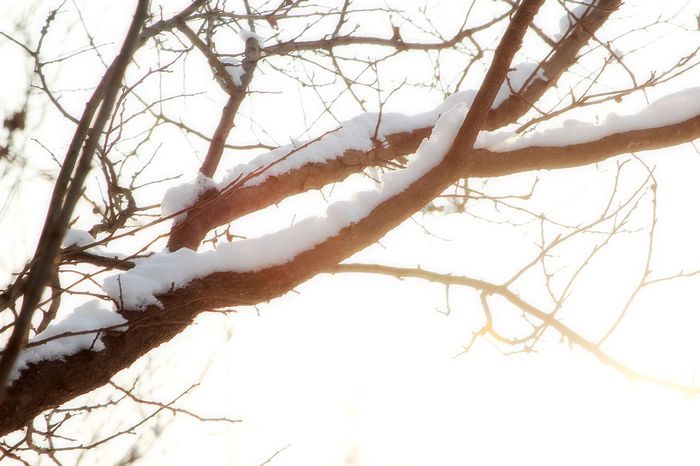 雪后晨光