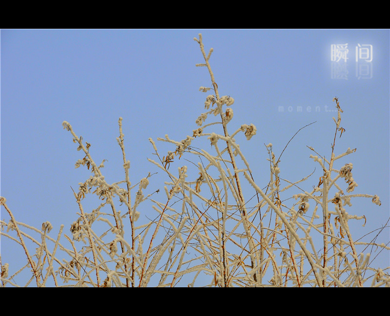 [原创]美丽雾凇——近午赏落花