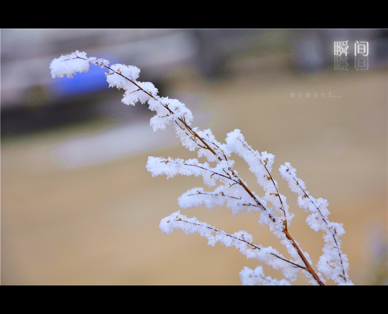 [原创]美丽雾凇——近午赏落花