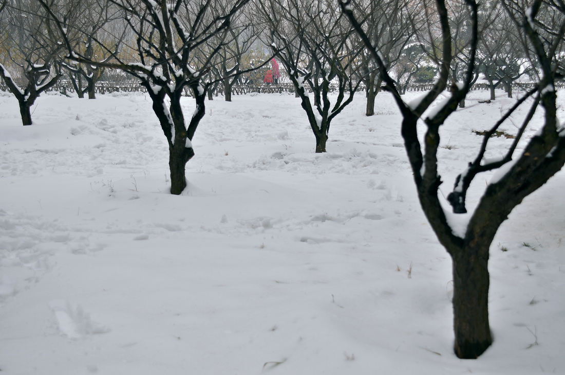 雪后小景
