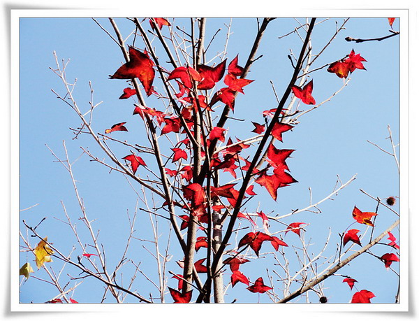 霜叶红似二月花