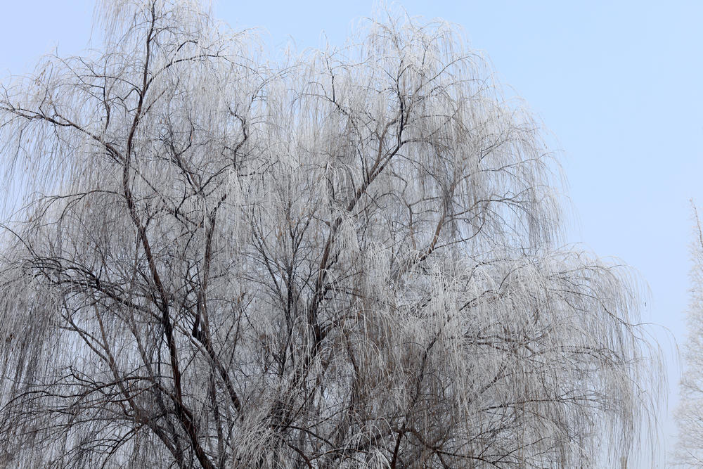 雾中小景
