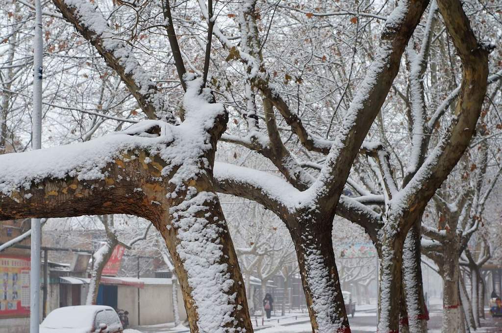 小区雪景