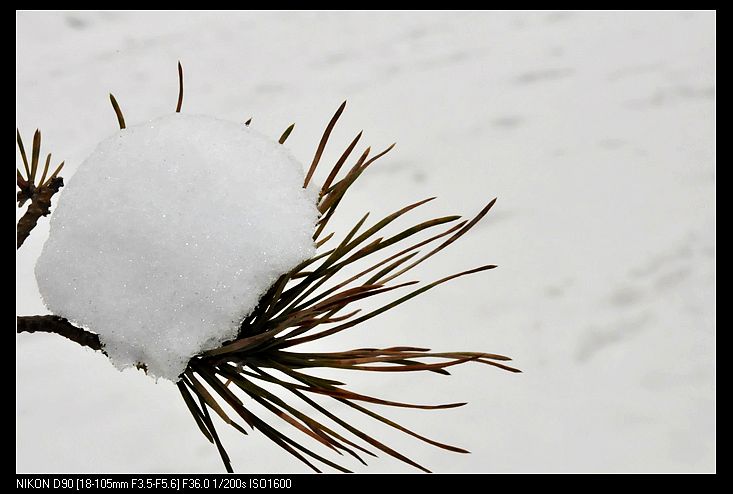 大寒——雪景小片