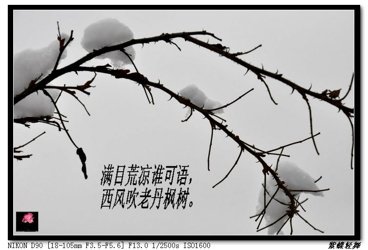 大寒——雪景小片
