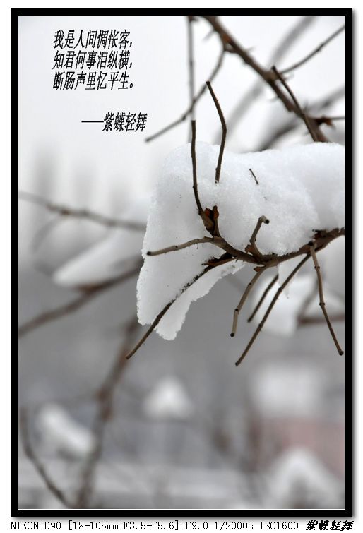 大寒——雪景小片