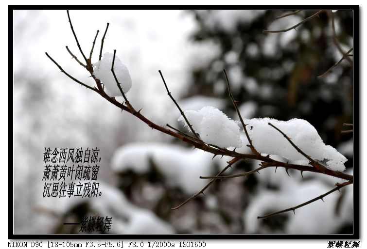 大寒——雪景小片