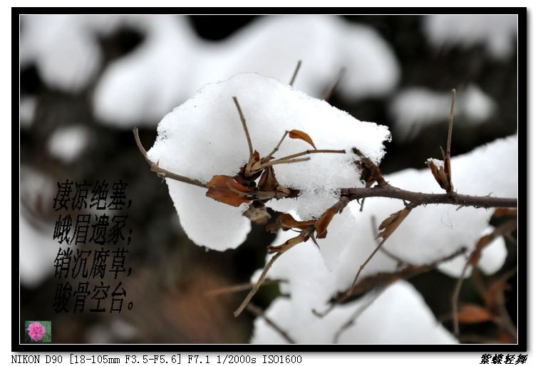 大寒——雪景小片