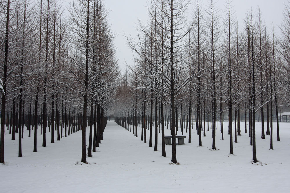 龙城瑞雪