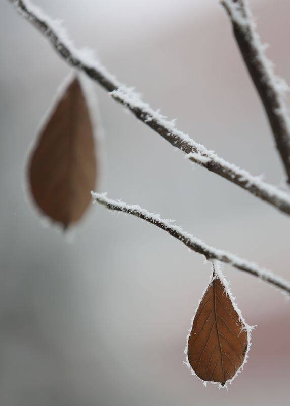 雾霾凝霜似小雪