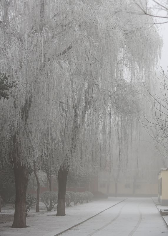 雾霾凝霜似小雪