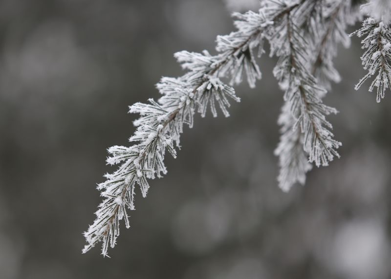 雾霾凝霜似小雪