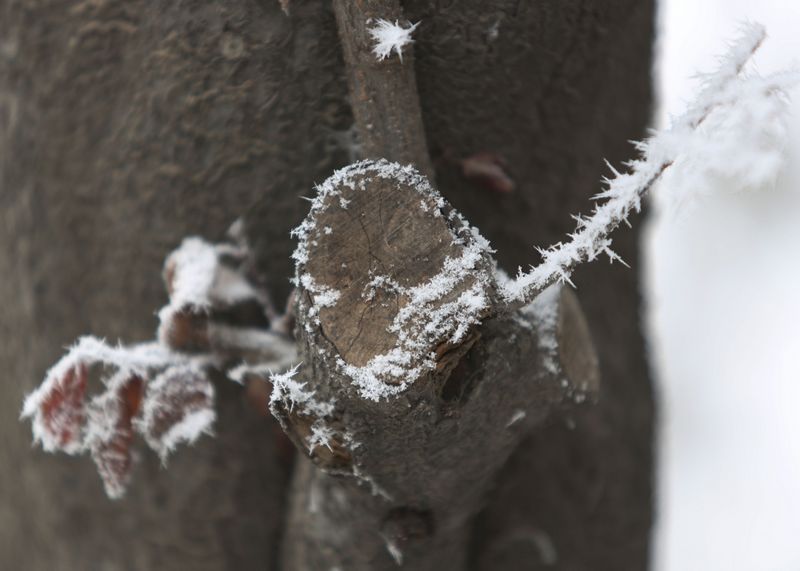 雾霾凝霜似小雪