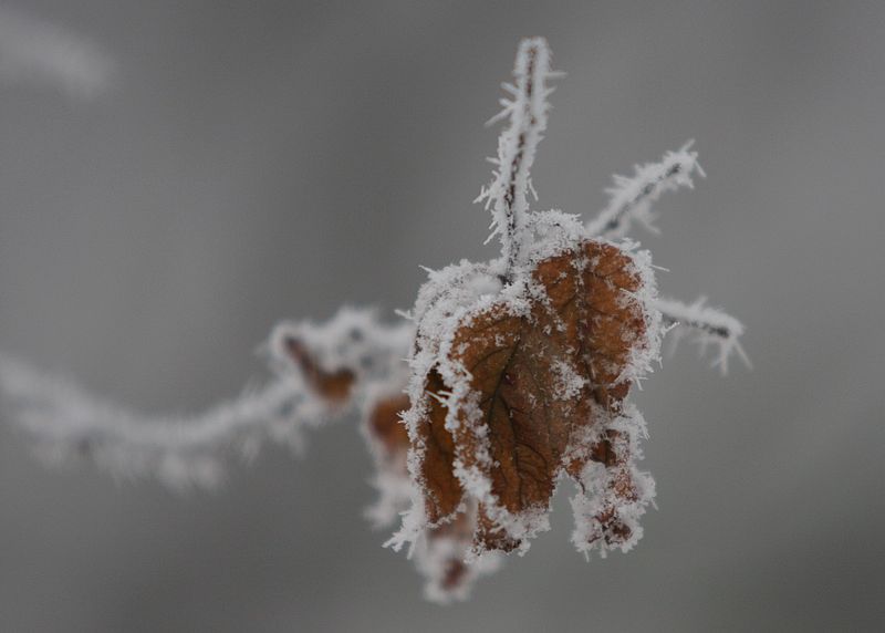 雾霾凝霜似小雪