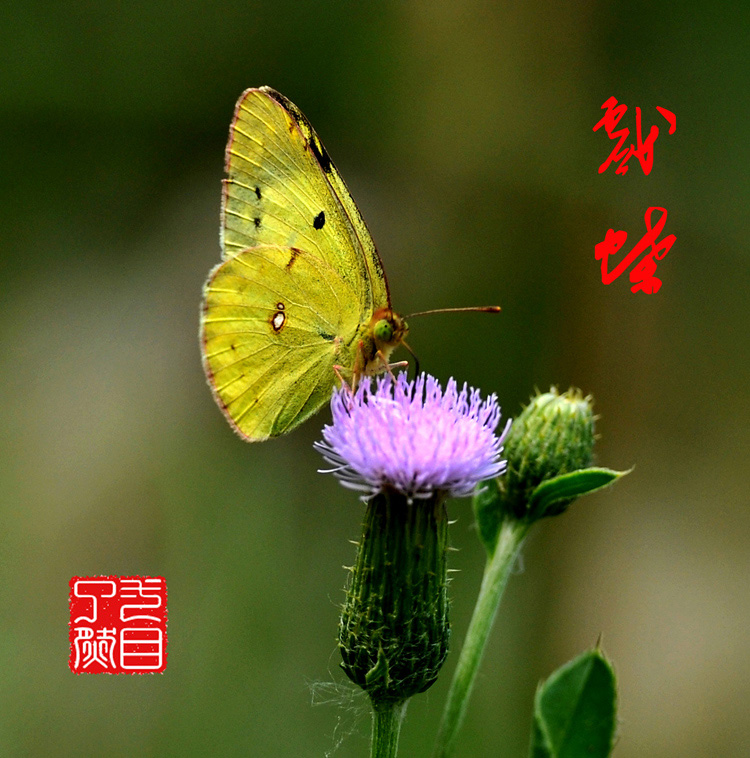 蝶恋花