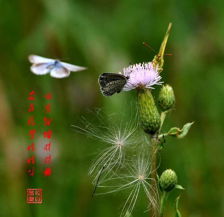 蝶恋花