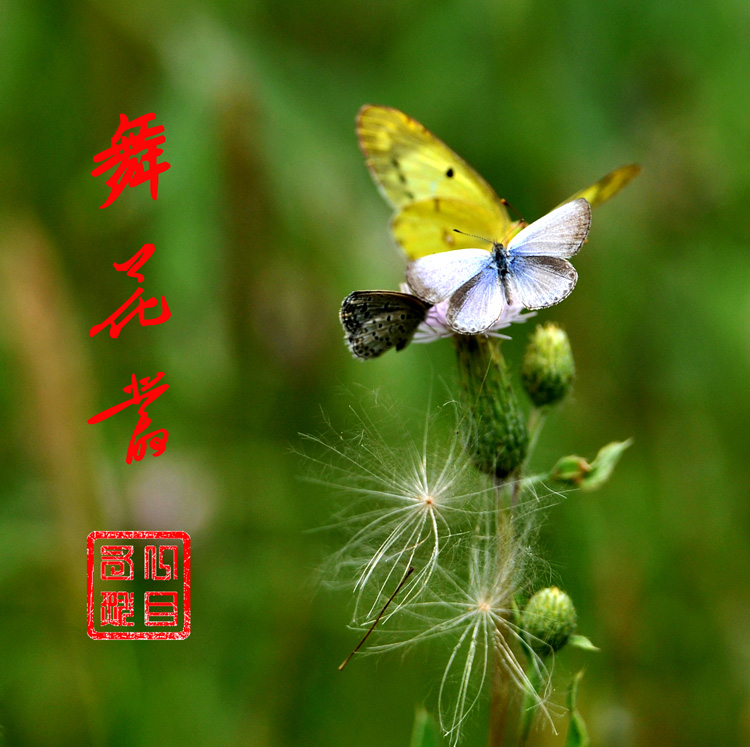 蝶恋花