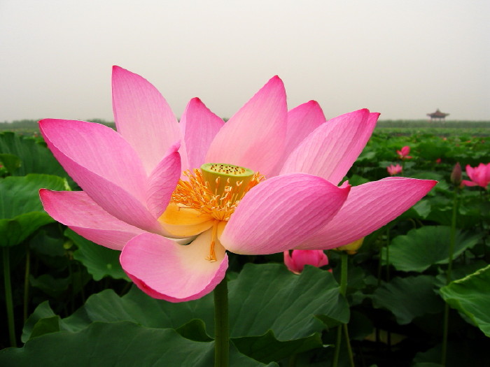2006年西柏坡白洋淀